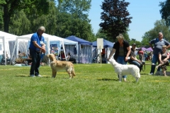 2011 - Nationale CAC Hundeausstellung Aarau
