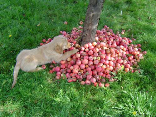 Duke (lila) bei der Apfelernte