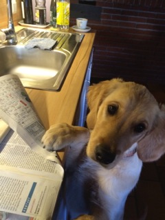 Lea (gelb) beim Zeitung lesen