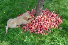 Duke (lila) bei der Apfelernte