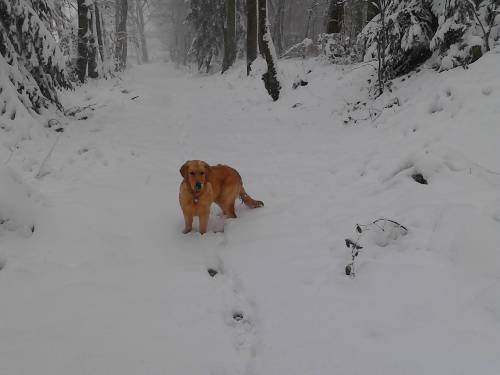 Duke (lila) im Schnee im Saarland
