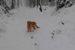Duke (lila) im Schnee im Saarland